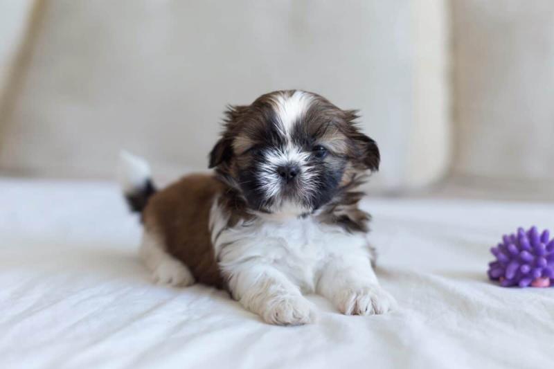 Adorable purebred Shih Tzu puppies Image eClassifieds4u