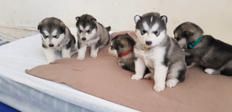 Affectionate Alaskan Malamute Puppies Image eClassifieds4u