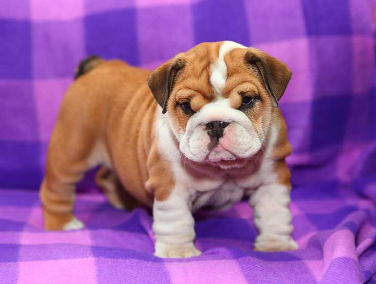 🟥🍁🟥 LOVELY PREMIUM🐶🐶 ENGLISH BULLDOG PUPPIES $650 🟥🍁🟥 Image eClassifieds4u