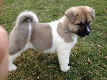Lovely and good looking Akita Puppies available