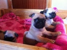 Male and female Pug puppies