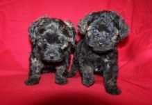 Male and female teacup Poodle puppies available