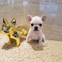 Marvelous male and female French Bulldog Puppies