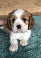 Pure bred Cavalier King Charles Spaniels