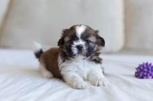Sweet & Playful Shih Tzu Puppies
