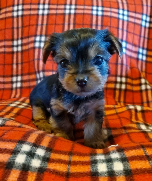 Amazing Yorkie puppies Image eClassifieds4u