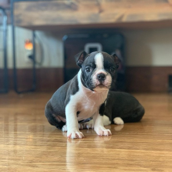 Boston terrier puppies Image eClassifieds4u
