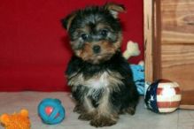 Yorkie Puppy Image eClassifieds4U