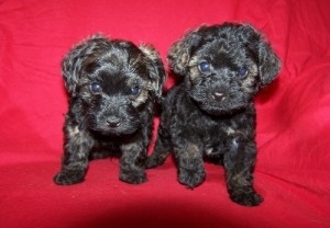 Male and female teacup Poodle puppies available Image eClassifieds4u