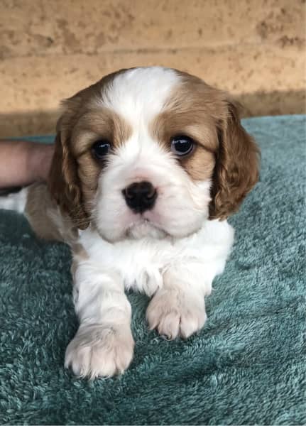 Pure bred Cavalier King Charles Spaniels Image eClassifieds4u