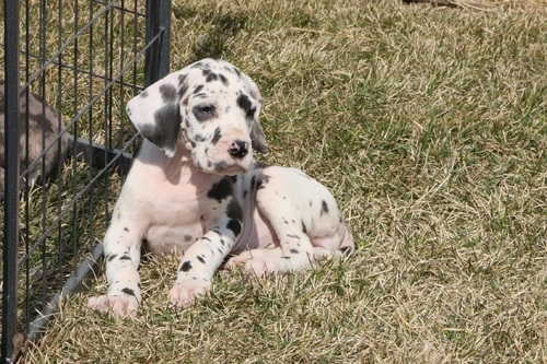 Pure Saint Bernard puppies Available Image eClassifieds4u