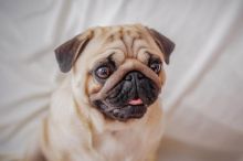 lovely Pug puppies for free adoption