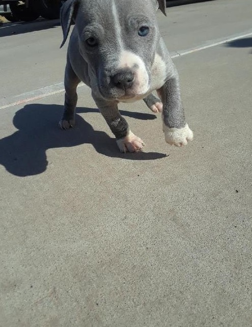 Active Male And Female Blue nose Pitbull Puppies For Adoption Image eClassifieds4u