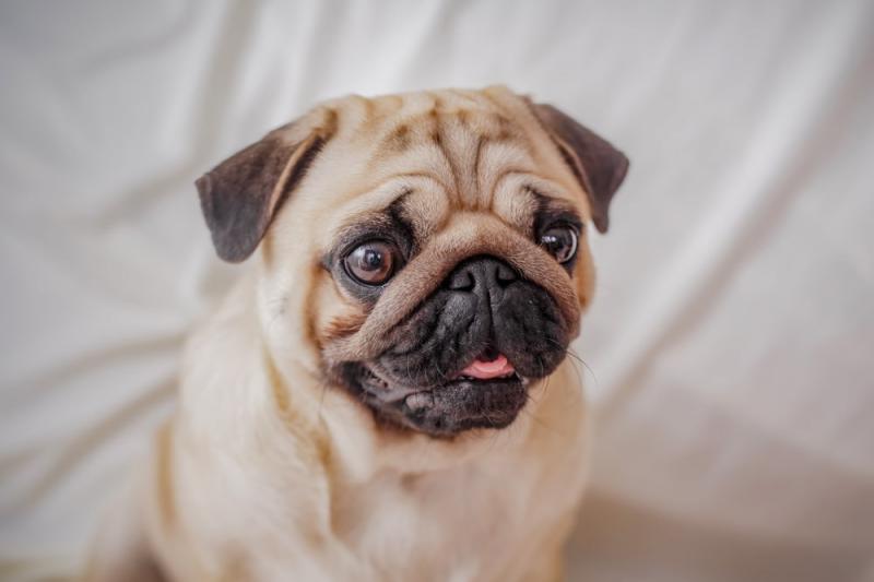 lovely Pug puppies for free adoption Image eClassifieds4u