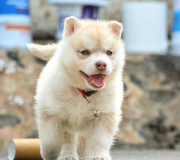 Excellent Siberian Huskies puppies for adoption Image eClassifieds4u