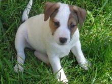 Adorable Jack Russel puppies for adoption