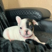 Amazing French Bulldog puppies for adoption