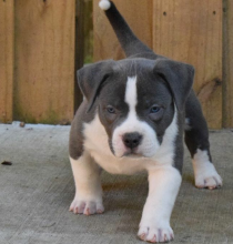 Healthy Registered Blue nose pitbull puppies