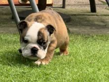 Remarkable English Bulldog puppies for adoption