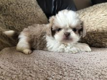 Super Pretty shih-tzu Puppies For Adoption