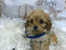 Cavapoo male and female puppies for adoption