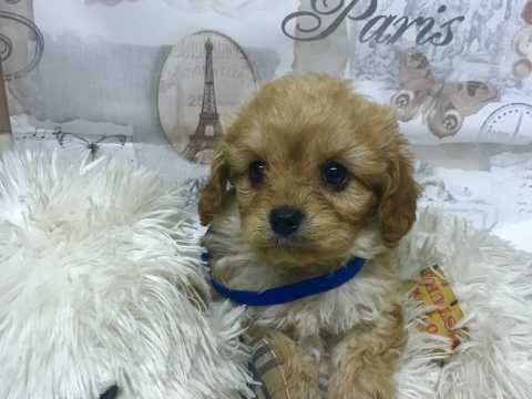 Cavapoo male and female puppies for adoption Image eClassifieds4u
