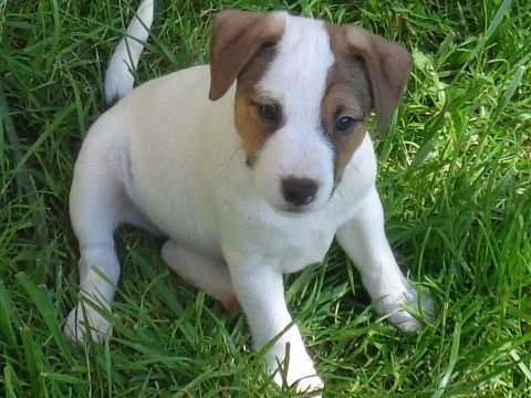 Adorable Jack Russel puppies for adoption Image eClassifieds4u