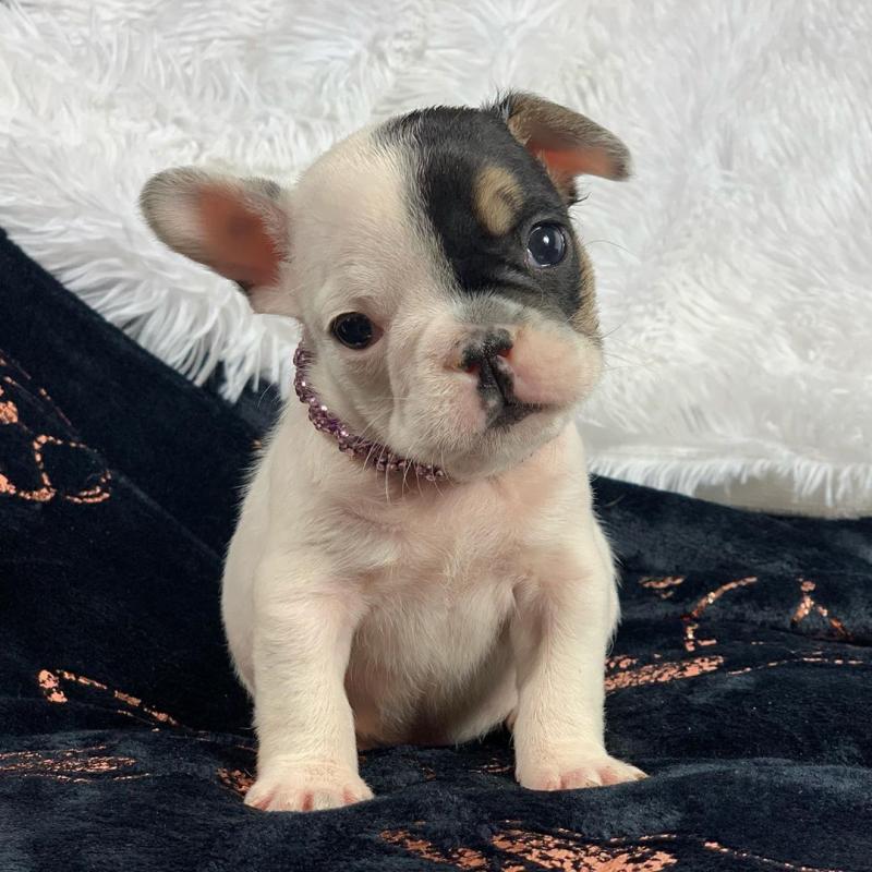 Amazing French Bulldog puppies for adoption Image eClassifieds4u