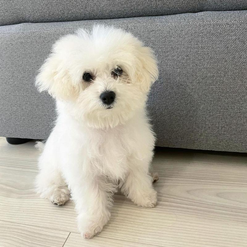 🟥🍁🟥CANADIAN 💯✅ MALE 🐶🐶 FEMALE 🏡💕 BOLOGNESE PUPPIES 💕💗💕 Image eClassifieds4u