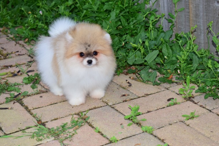 Charming Ckc Pomeranian Puppies For Adoption Image eClassifieds4u