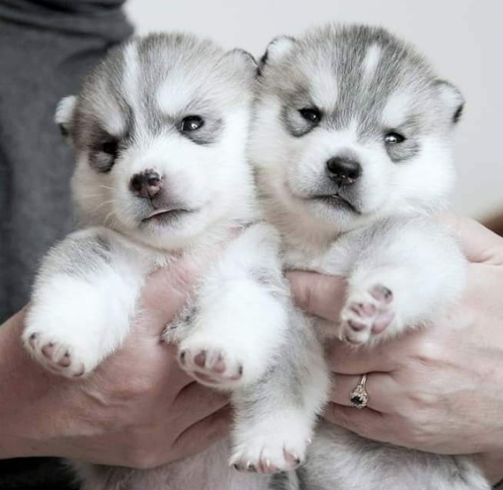 Excellent Siberian Huskies puppies for adoption Image eClassifieds4u