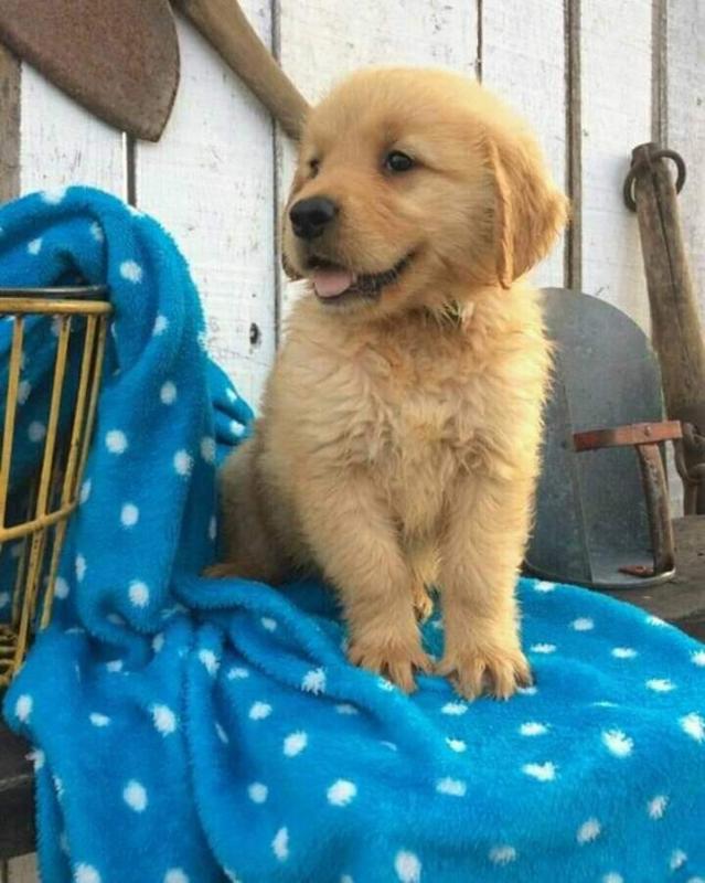 Healthy Registered golden rottweiler puppies Image eClassifieds4u