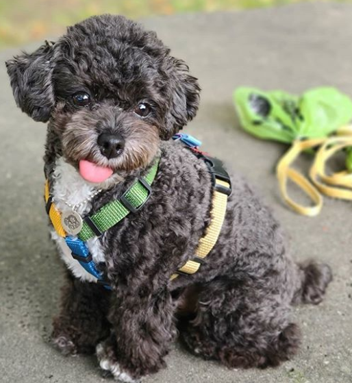 Kind Hearted Toy Poodle puppies Image eClassifieds4u