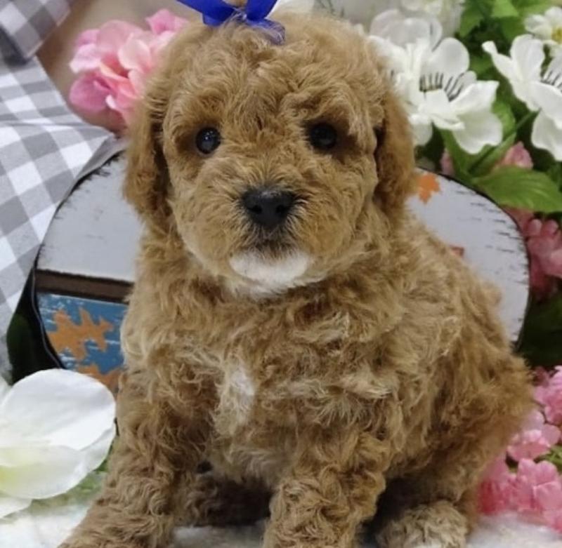 Kind Hearted Toy Poodle puppies Image eClassifieds4u