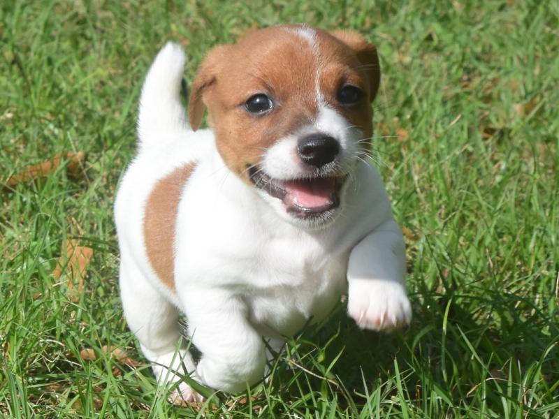 🟥🍁🟥LOVELY 🐶🐶 JACK RUSSELL TERRIER PUPPIES 💕💗💕 Image eClassifieds4u