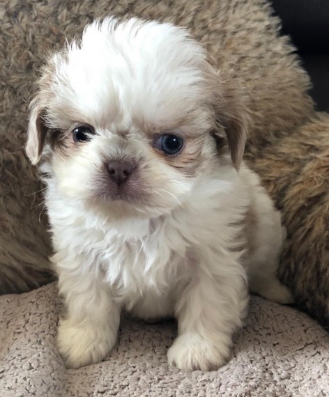 Super Pretty shih-tzu Puppies For Adoption Image eClassifieds4u