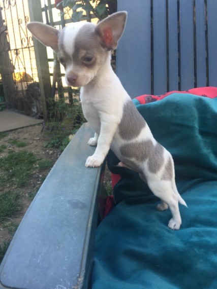 Trained Gorgeous chihuahua puppies for adoption Image eClassifieds4u