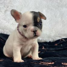 Amazing French Bulldog puppies for adoption