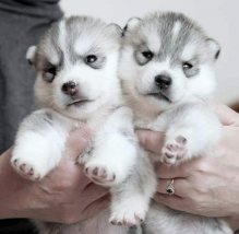 Excellent Siberian Huskies puppies for adoption