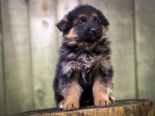 Fabulous German Shepard puppies for adoption