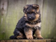 Fabulous German Shepard puppies for adoption