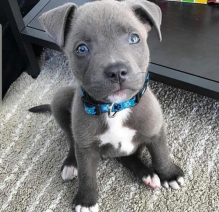 Healthy Registered Blue nose pitbull puppies