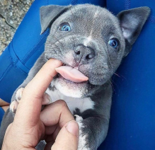 Healthy Registered Blue nose pitbull puppies