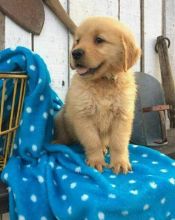 Healthy Registered golden rottweiler puppies