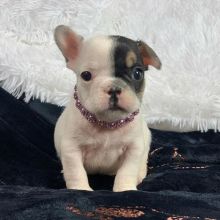 Amazing French Bulldog puppies for adoption