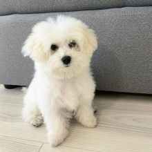 π₯ππ₯CANADIAN π―β
MALE πΆπΆ FEMALE π‘π BOLOGNESE PUPPIES πππ Image eClassifieds4u 1