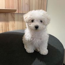 π₯ππ₯CANADIAN π―β
MALE πΆπΆ FEMALE π‘π BOLOGNESE PUPPIES πππ Image eClassifieds4u 1