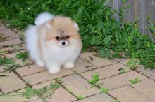 Charming Ckc Pomeranian Puppies For Adoption Image eClassifieds4U