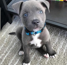 Healthy Registered Blue nose pitbull puppies Image eClassifieds4U