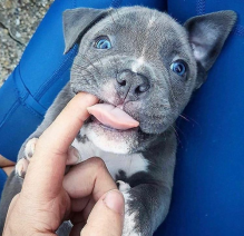 Healthy Registered Blue nose pitbull puppies Image eClassifieds4U